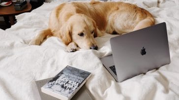 Are you accidentally causing your dog anxiety