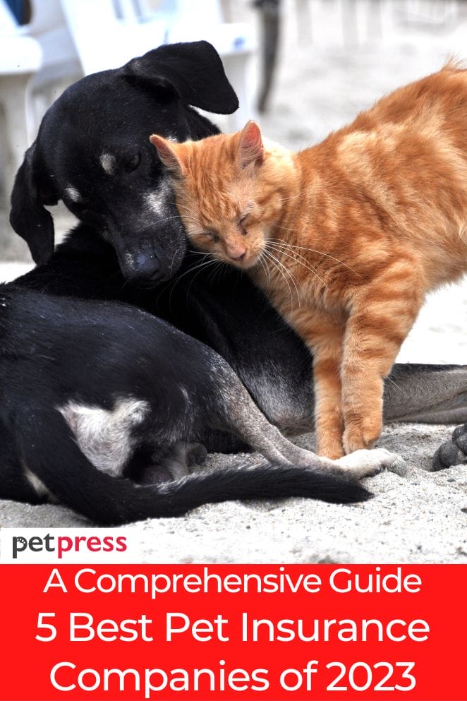 A Comprehensive Guide: Best Pet Insurance Companies Of 2023