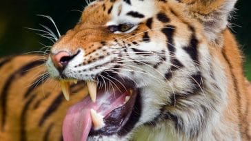 Best Tiger Quotes on Being Fierce and Strong