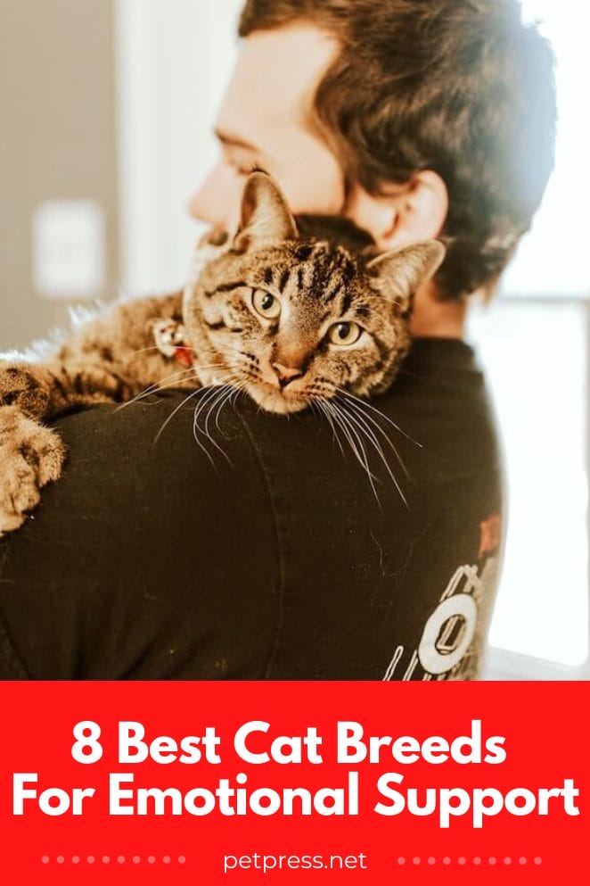 Finding Furrever Friend 8 Best Cat Breeds for Emotional Support