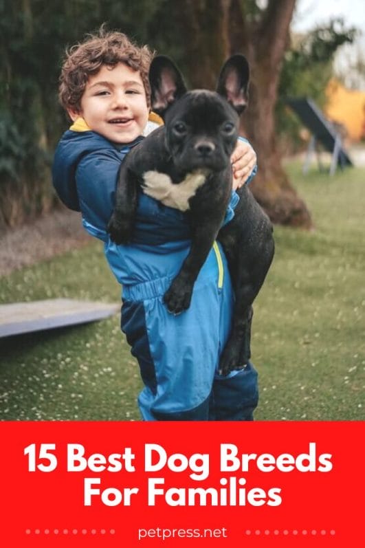 The 15 Best Dog Breeds For Families: Pick The Best One For You!