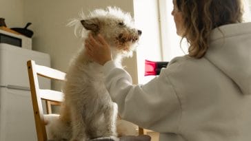 Can I use a human blow dryer on my dog