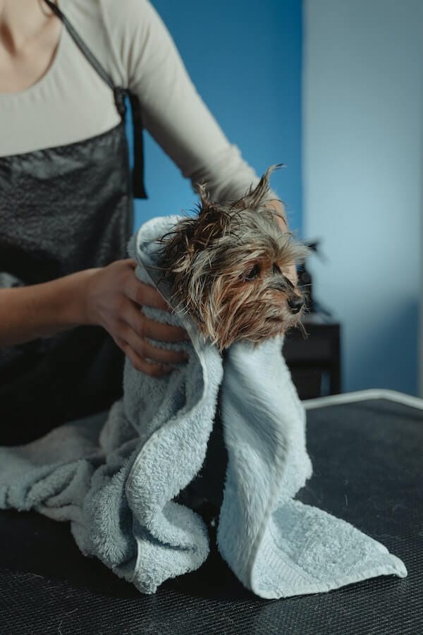 Answered Can You Use a Human Blow Dryer on Your Dog?
