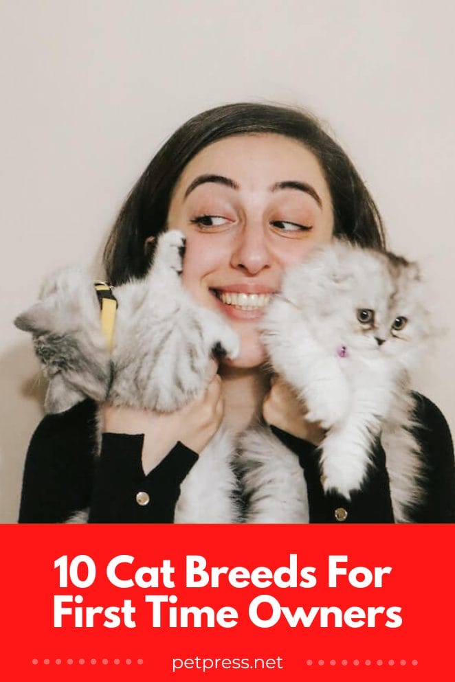 The Ultimate Guide To Cat Breeds For First Time Owners Petpress The Ultimate Guide To Cat Breeds For First Time Owners Petpress