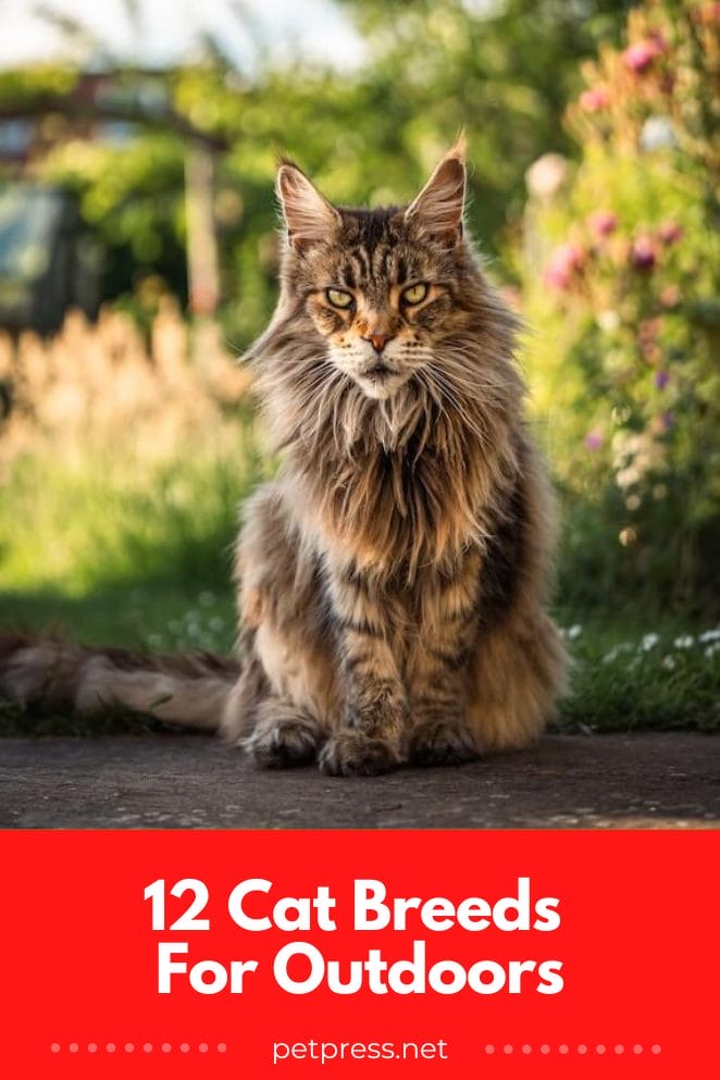 Perfect Adventure Buddies 12 Cat Breeds For Outdoors