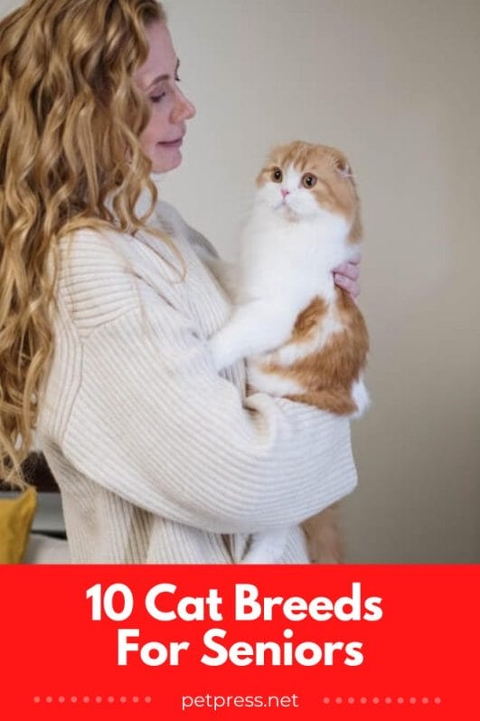 Purrfect Companions! 10 Best Cat Breeds for Seniors