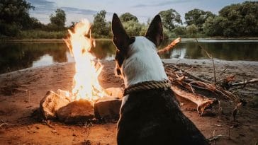 How do I protect my dog while camping