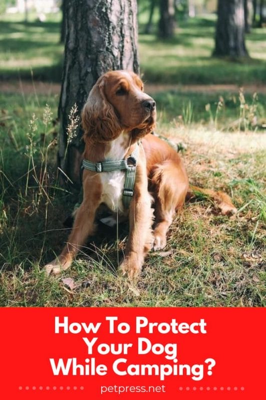 How to Protect Your Dog While Camping? 15 Tips For Dog Owners