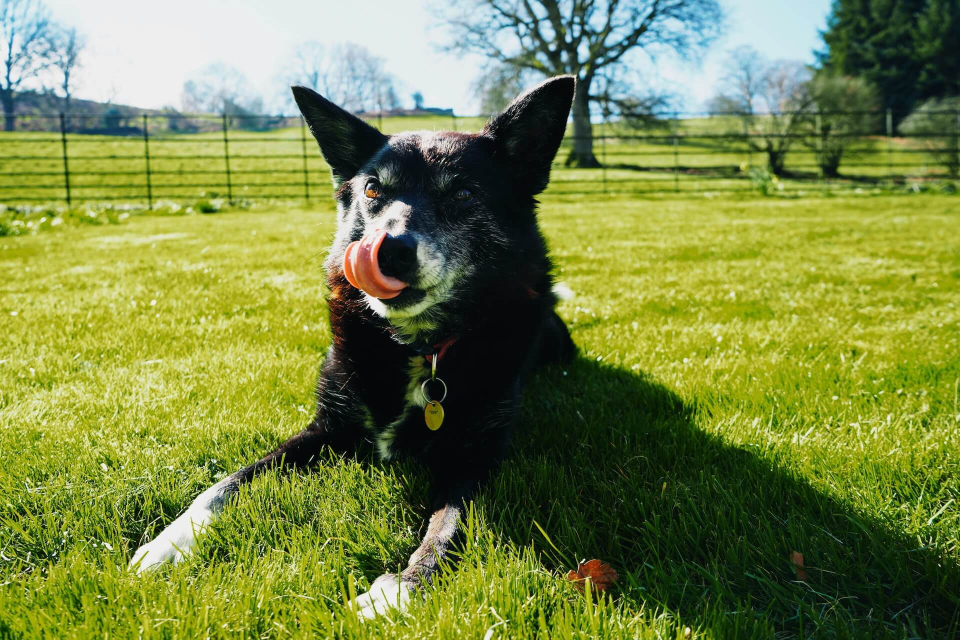 Собака облизывает пол. Black Senior Dog.