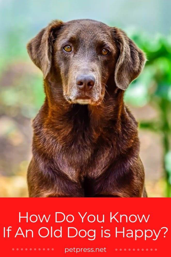 Pawsitively Joyful! How Do You Know If An Old Dog is Happy?