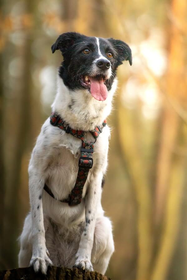 Pawsitively Joyful! How Do You Know If An Old Dog is Happy?