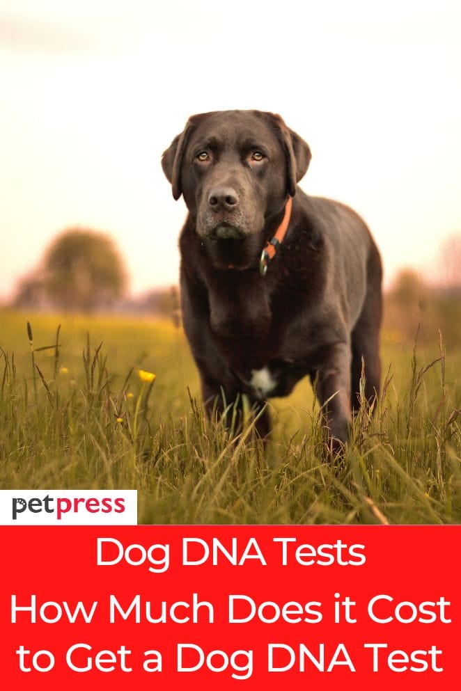 How much does it cost to get a dog DNA test