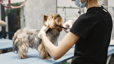 How much should I spend on dog grooming