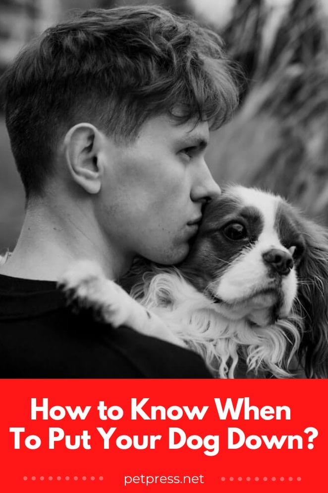 Last Goodbye How to Know When It's Time to Put Your Dog Down