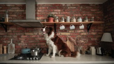 How to dog proof your house