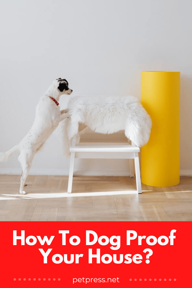 Life Hack Tips For Dog Owners How to DogProof Your House