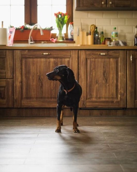 Life Hack Tips For Dog Owners How to DogProof Your House