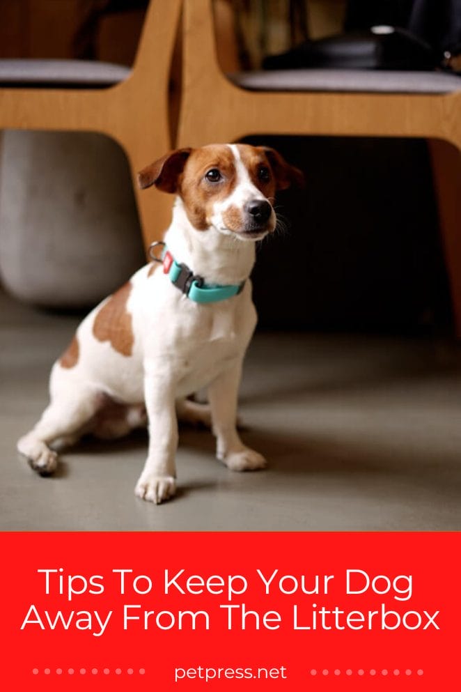 How To Keep Your Dog Away From The Litterbox 7 Effective Tips