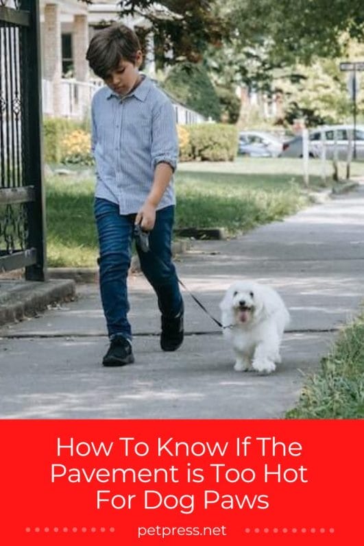 Here is How to Know if The Pavement Is Too Hot For Dog Paws!