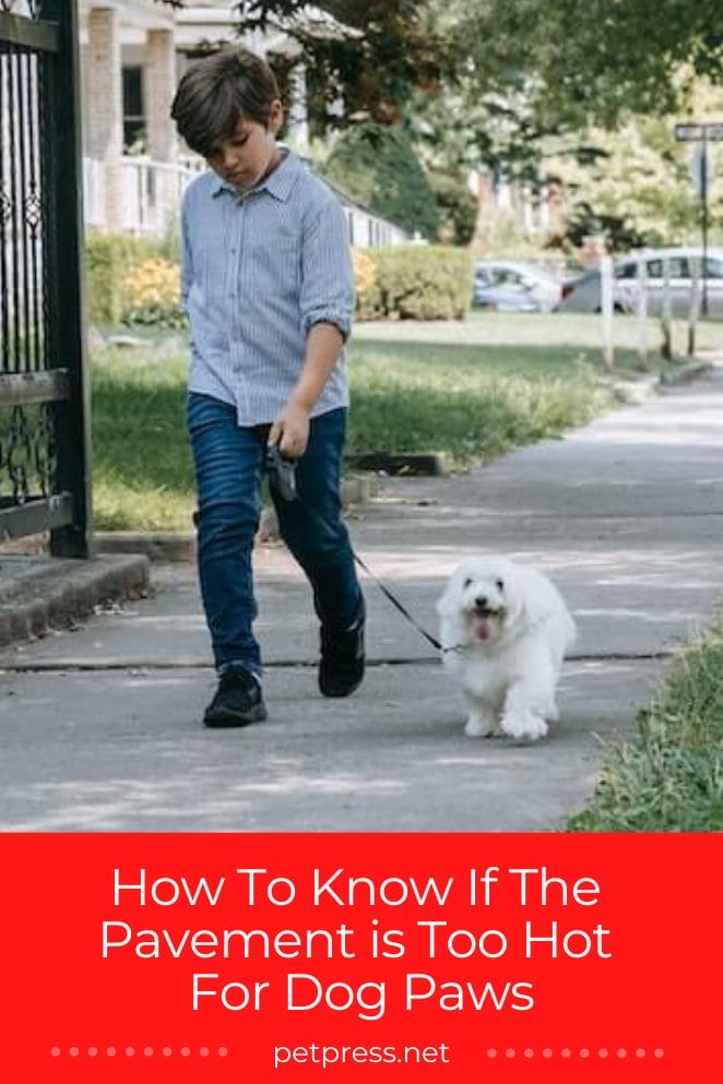 Here is How to Know if The Pavement Is Too Hot For Dog Paws!