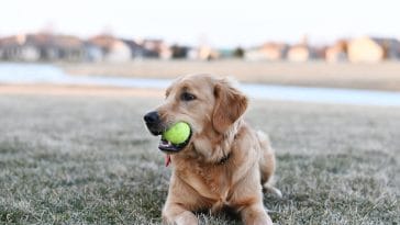 How to organize your dog supplies