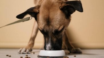 How to stop your dog eating so fast