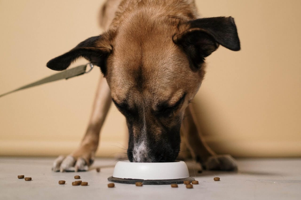 Feeding Frenzy How To Stop Your Dog Eating So Fast!