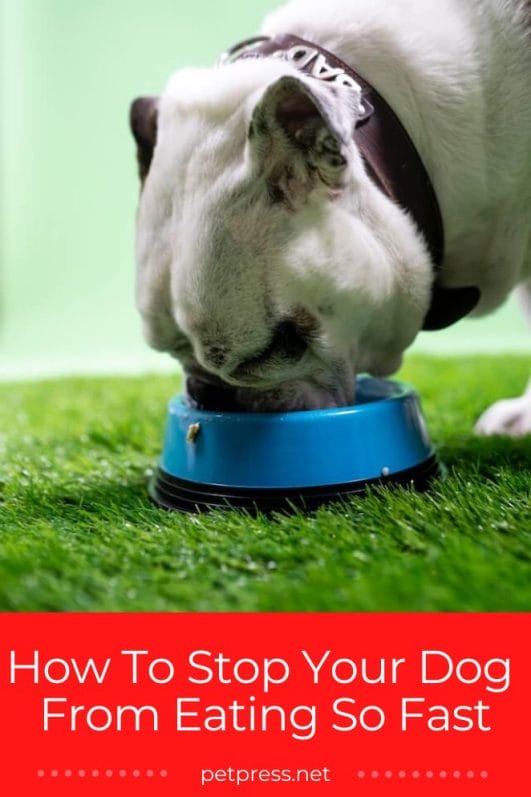 Feeding Frenzy How To Stop Your Dog Eating So Fast!