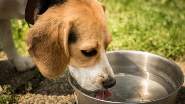 How to stop your dog from drinking too fast