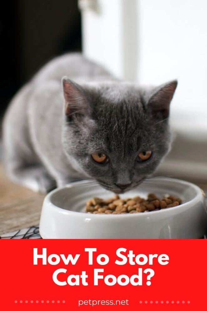 How To Store Cat Food The Purrfect Guide