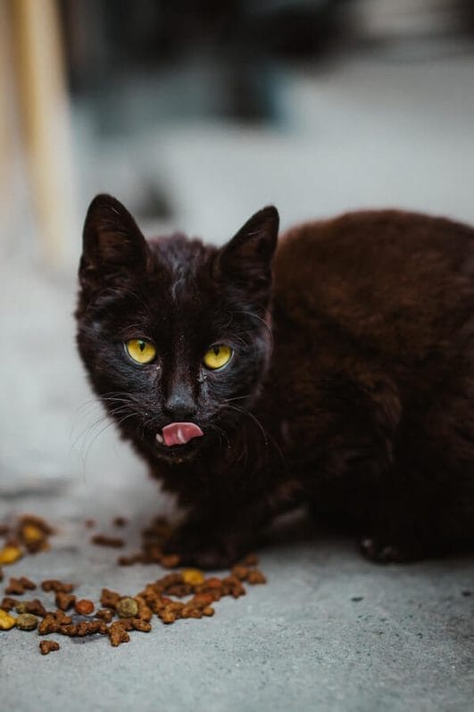 How To Store Cat Food The Purrfect Guide