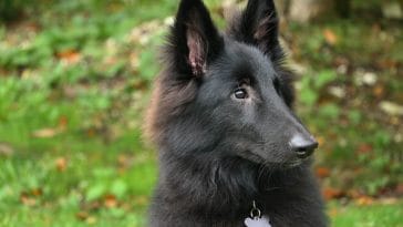 ID Your Pet Day