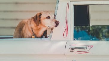 Is it safe for dogs to ride in the back of pick up trucks