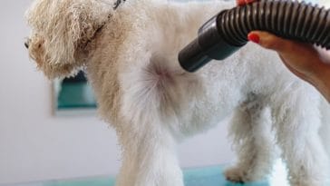 Is it safe to vacuum your dog