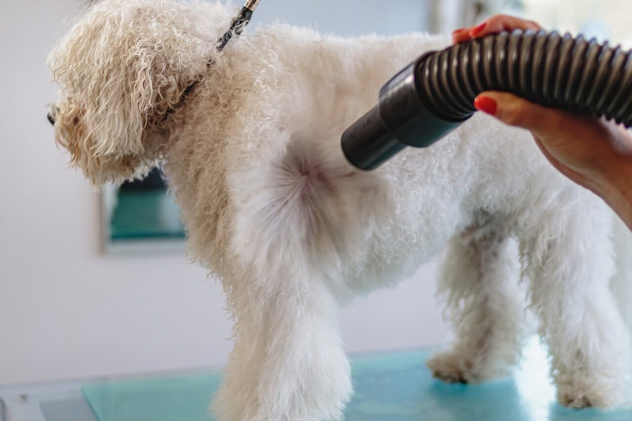 Is It Safe To Vacuum Your Dog? Exploring The Pros & Cons