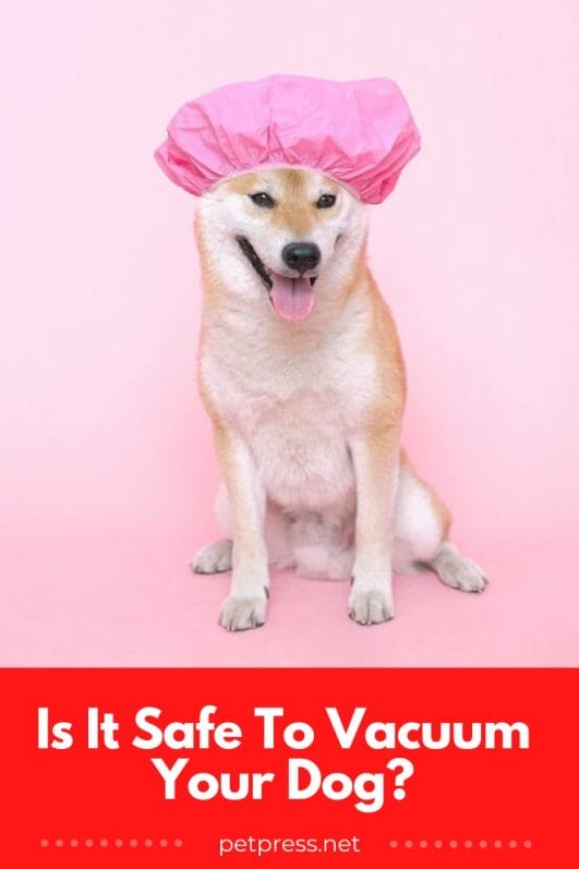 Is It Safe To Vacuum Your Dog? Exploring The Pros & Cons