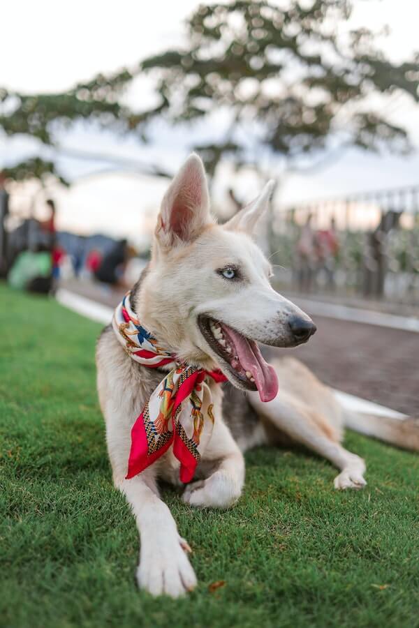 Is It Safe To Vacuum Your Dog? Exploring The Pros & Cons