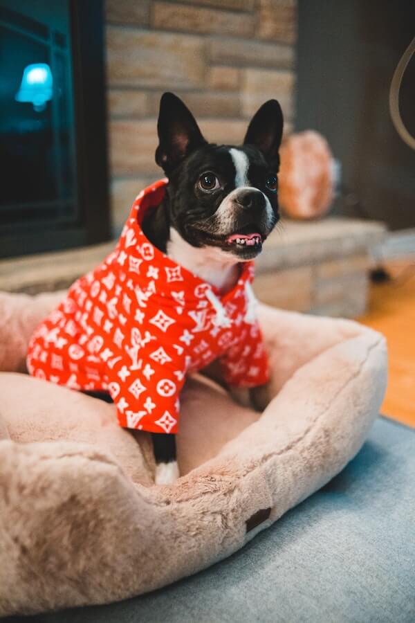 Is It Safe To Vacuum Your Dog? Exploring The Pros & Cons