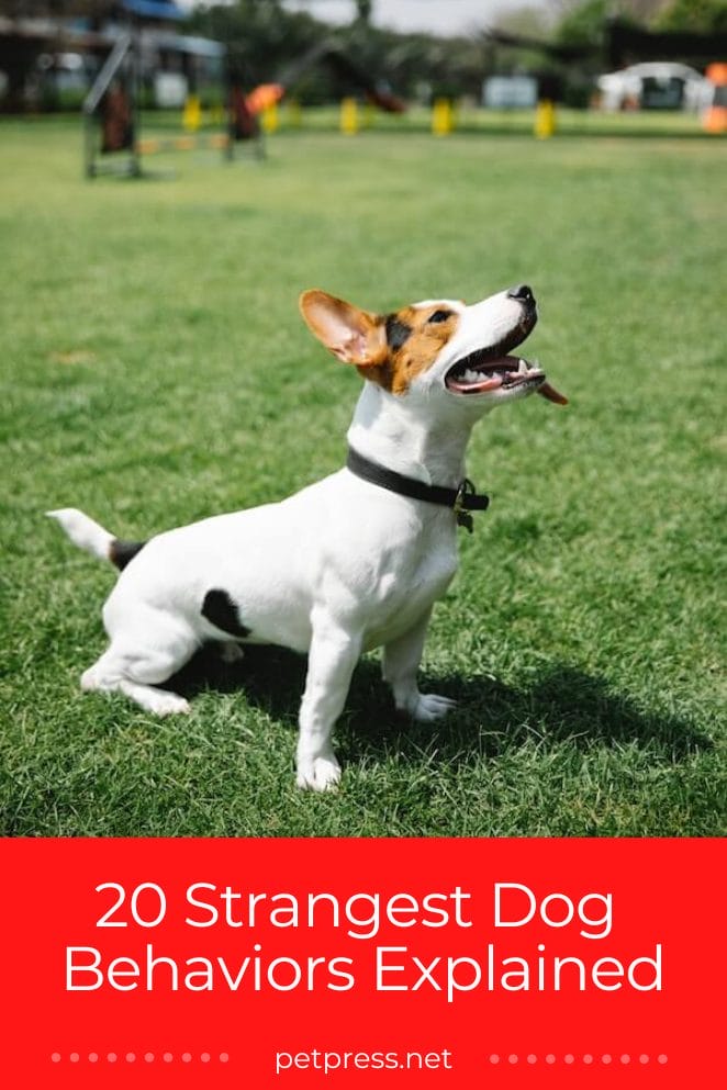 Pawsitively Puzzling! 20 Strangest Dog Behaviors Explained