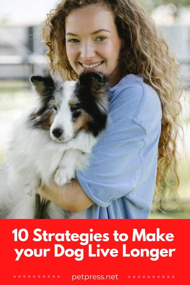 10 Healthy Strategies to Make Your Dog Live Longer