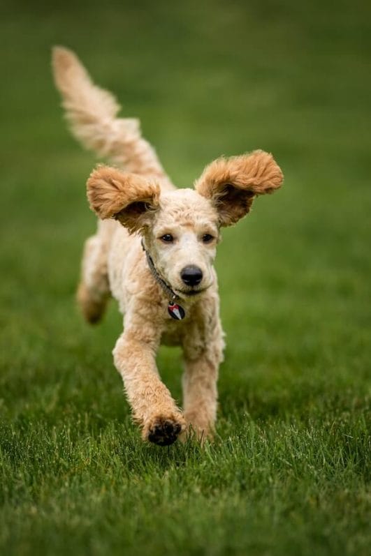 10 Healthy Strategies to Make Your Dog Live Longer