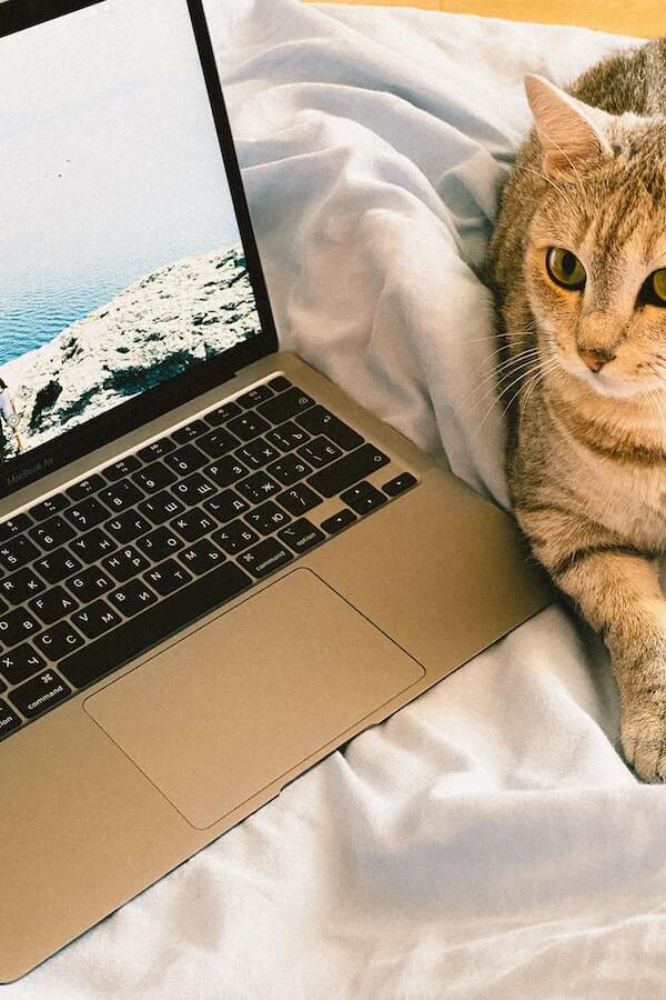 Get Ready to Celebrate Take Your Cat to Work Day with Petpress!