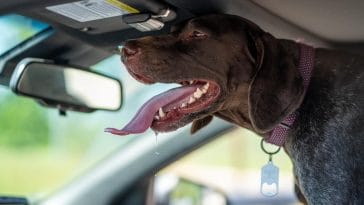 The best way to clean dog slobber