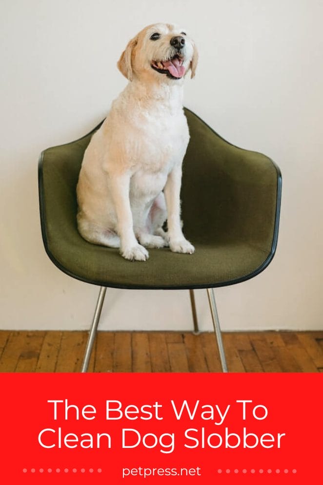 Dog Parenting Hacks The Best Way to Clean Dog Slobber