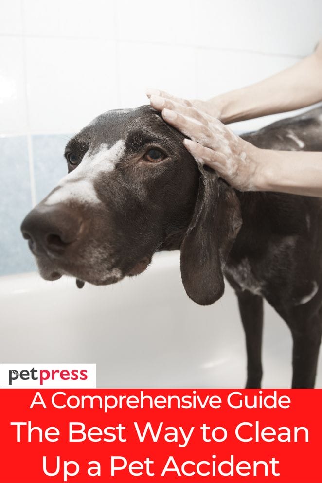 The best way to clean up a pet accident