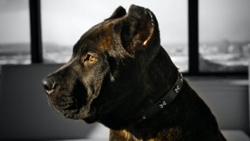 Types of Cane Corso Breeds