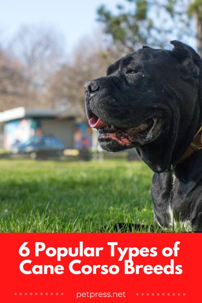 6 Popular Types of Cane Corso Breeds