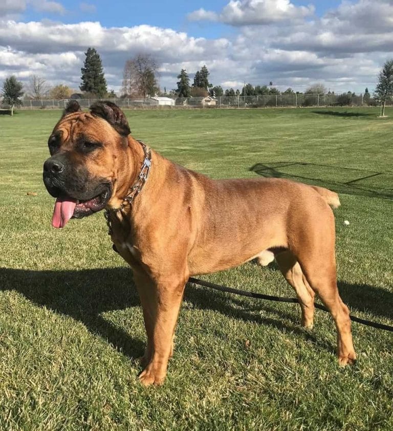 6 Popular Types of Cane Corso Breeds