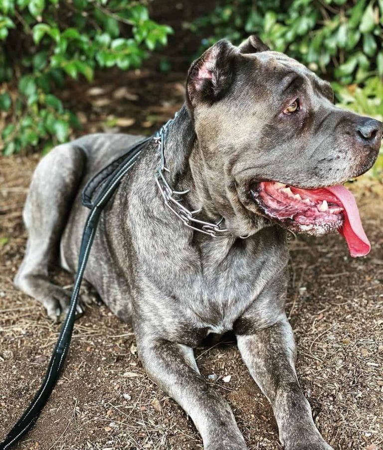 6 Popular Types of Cane Corso Breeds