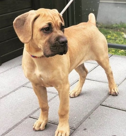 6 Popular Types of Cane Corso Breeds